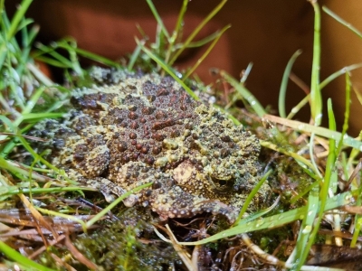 Vietnamese mossy frog - De Zonnegloed - Animal park - Animal refuge centre 